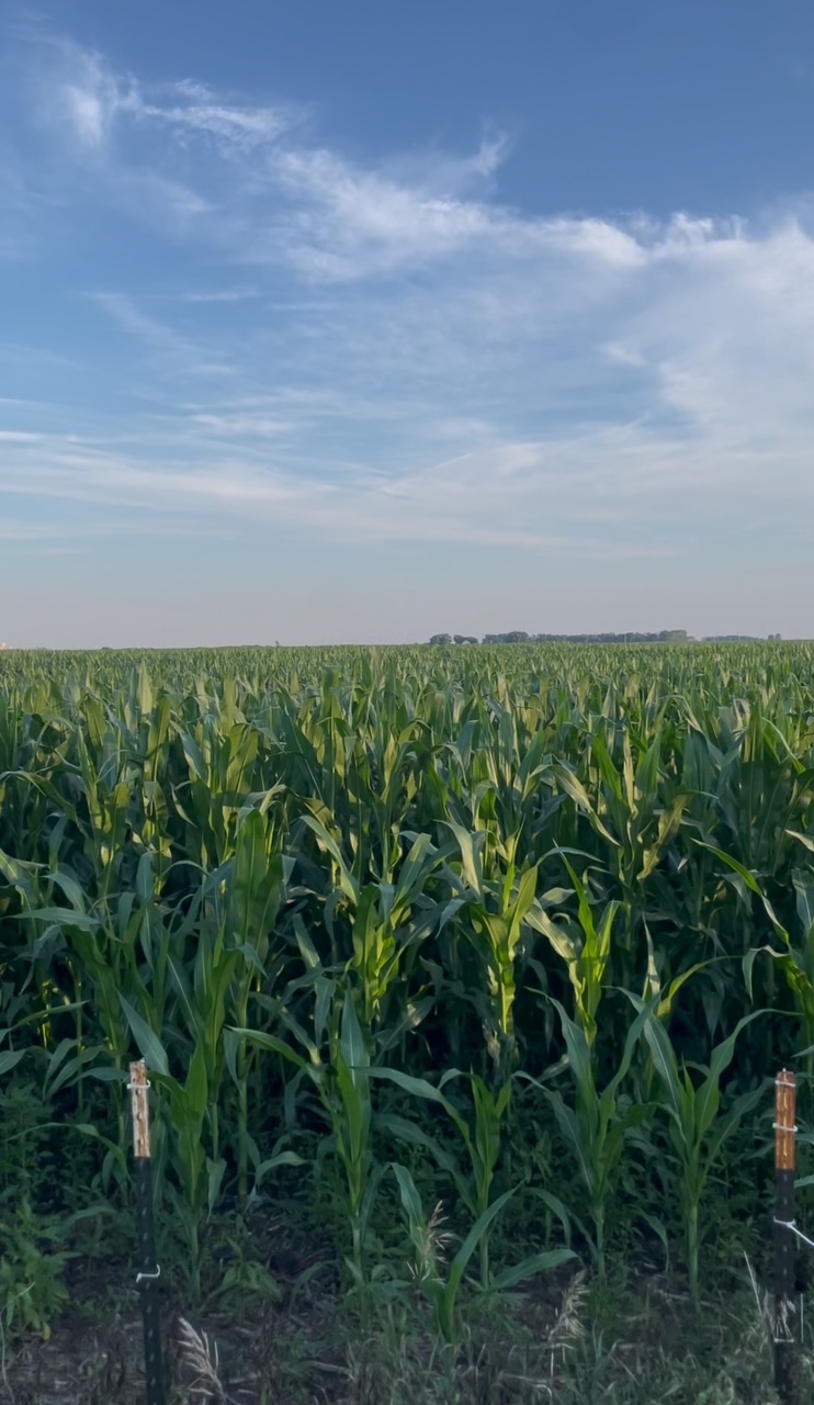 The corn fields of Iowa